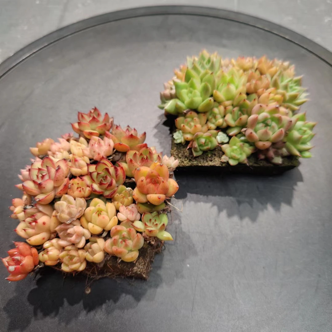 【会员专享】无土多肉--蛋糕盆栽套装(2块）