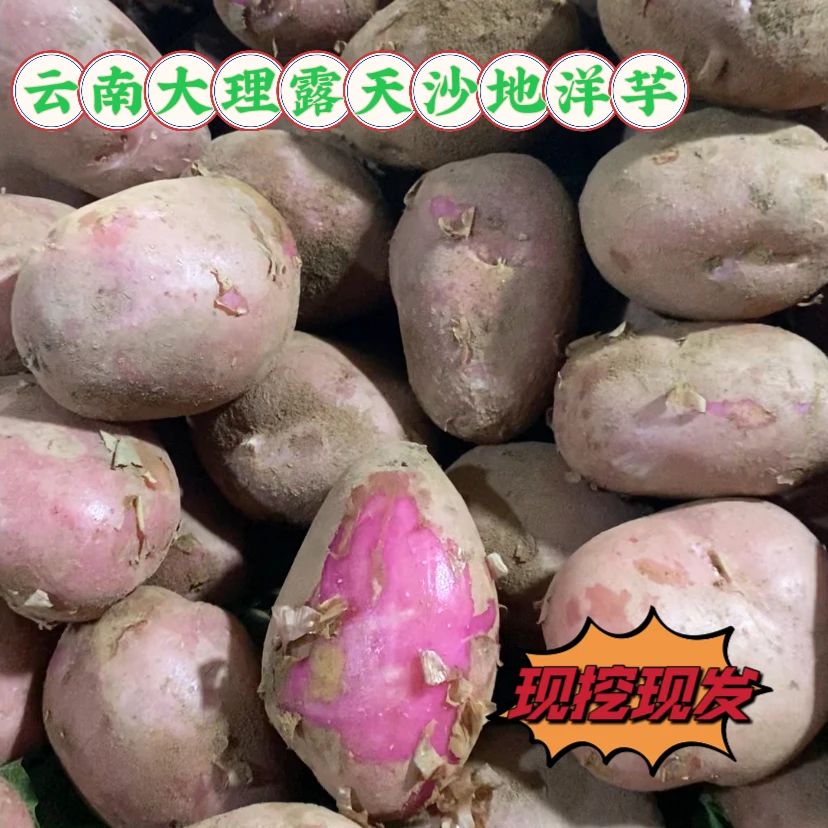 云南大理露天沙地红皮现挖现发新鲜洋芋农家10斤批发