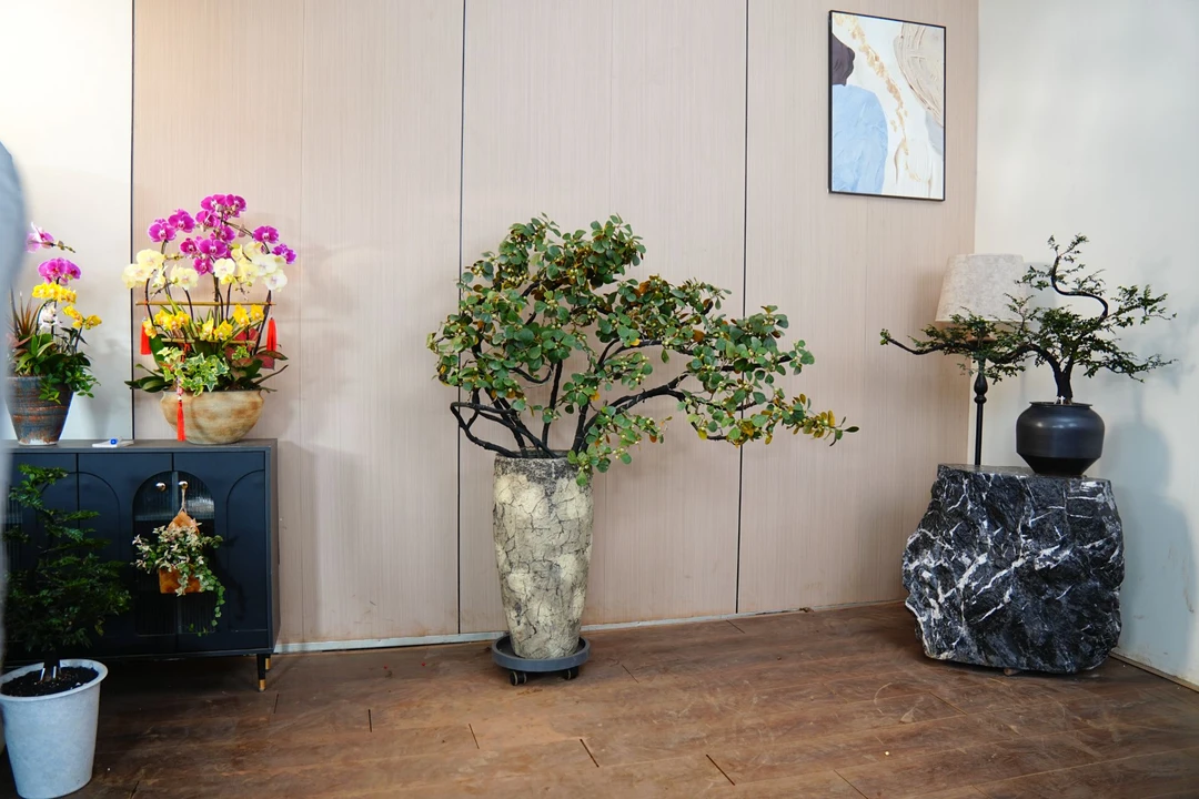 小盼菩提盆栽带果花盆树苗中式禅意盆景办公室绿植摆件创意好养活