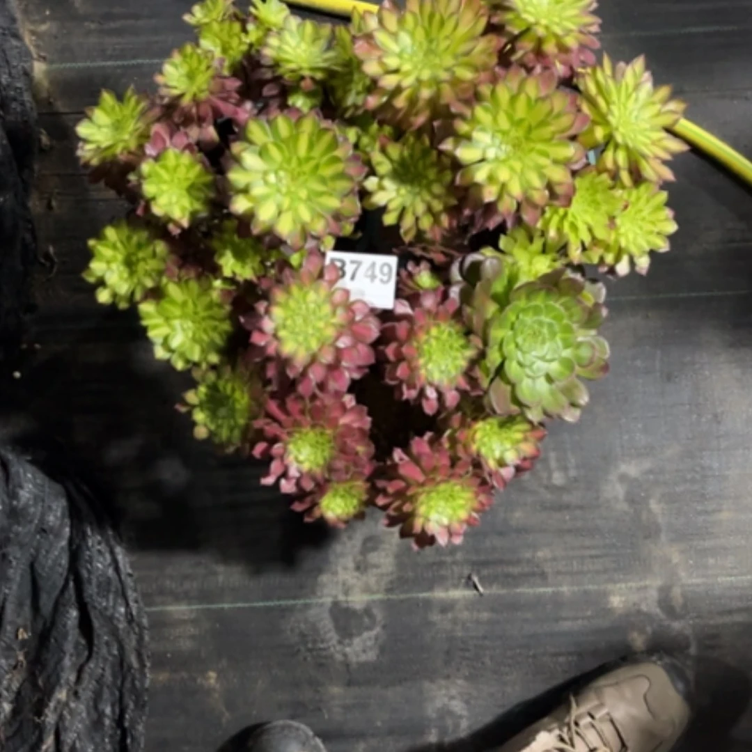 【闪购商品】密胺怒***薇749三颗