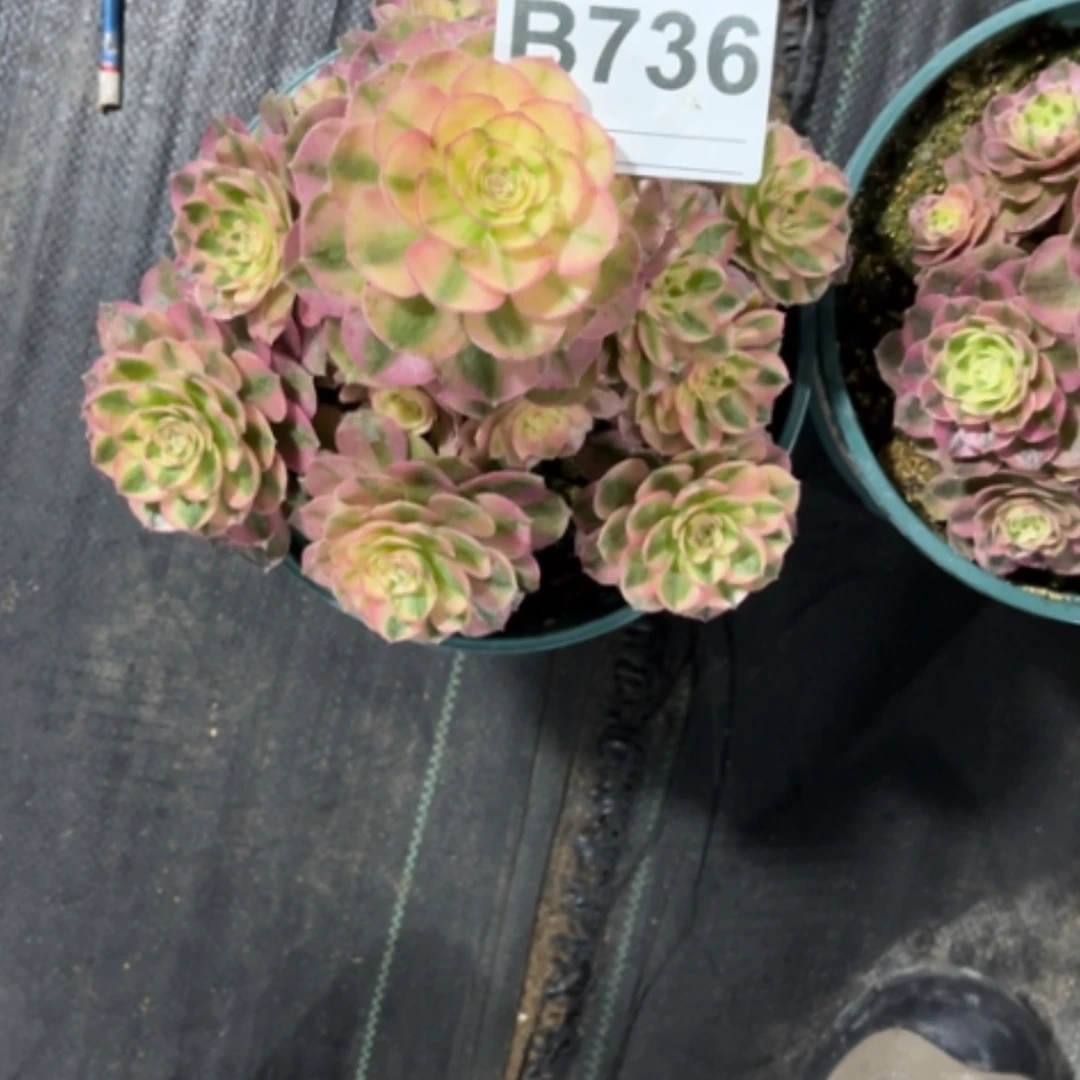 【闪购商品】密胺胡*儿736