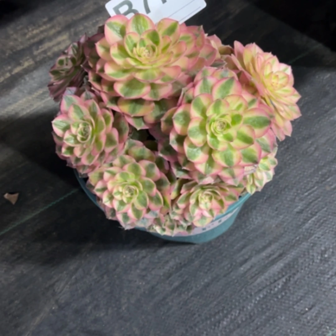 【闪购商品】密胺?****?770