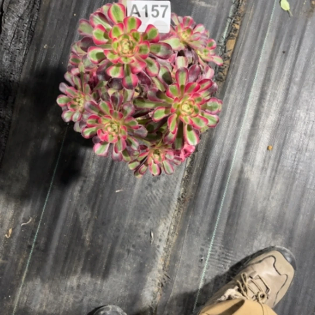 【闪购商品】密胺S****）157芙蓉仙子
