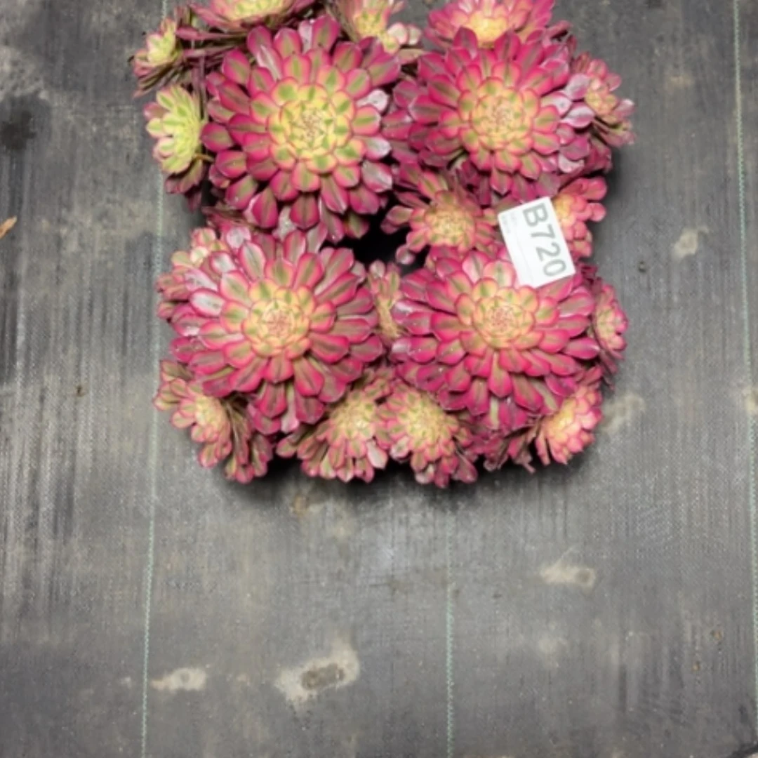 【闪购商品】密胺风***天720四颗
