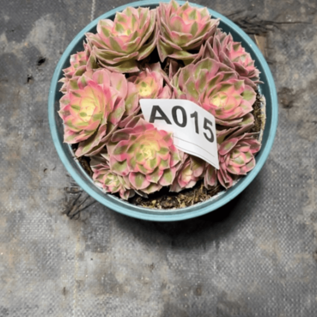 【闪购商品】密胺兰***栀015倾城