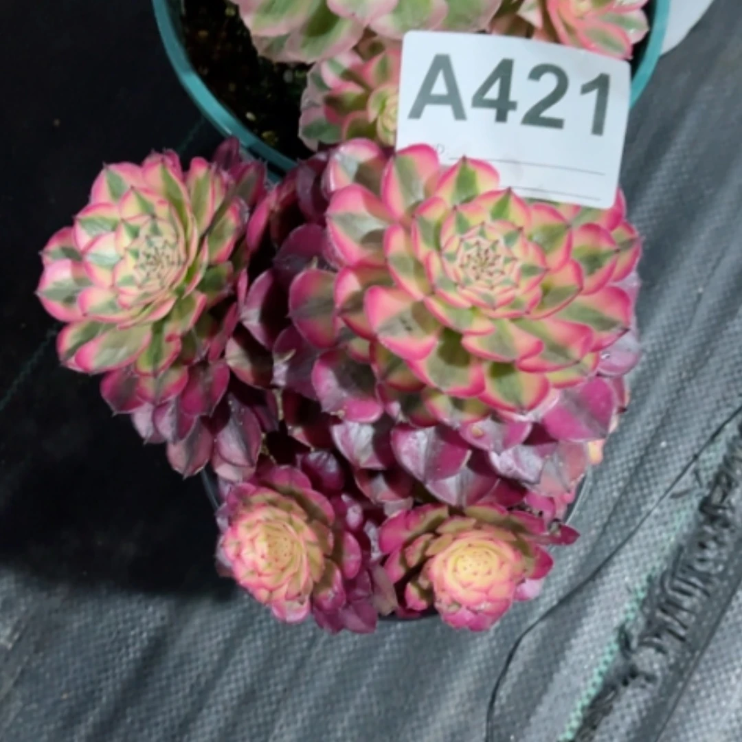 【闪购商品】密胺@**！421铜壶黄锦