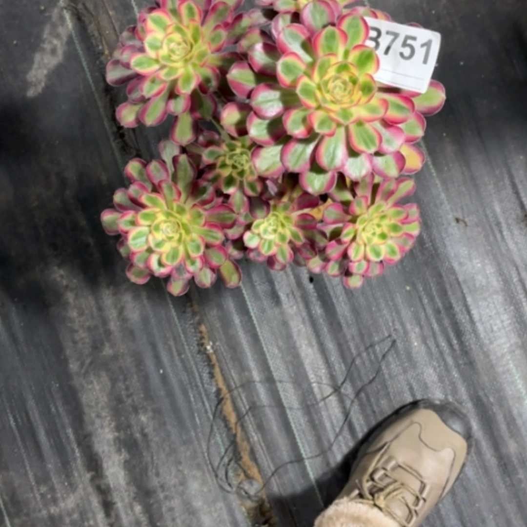 【闪购商品】密胺媝751