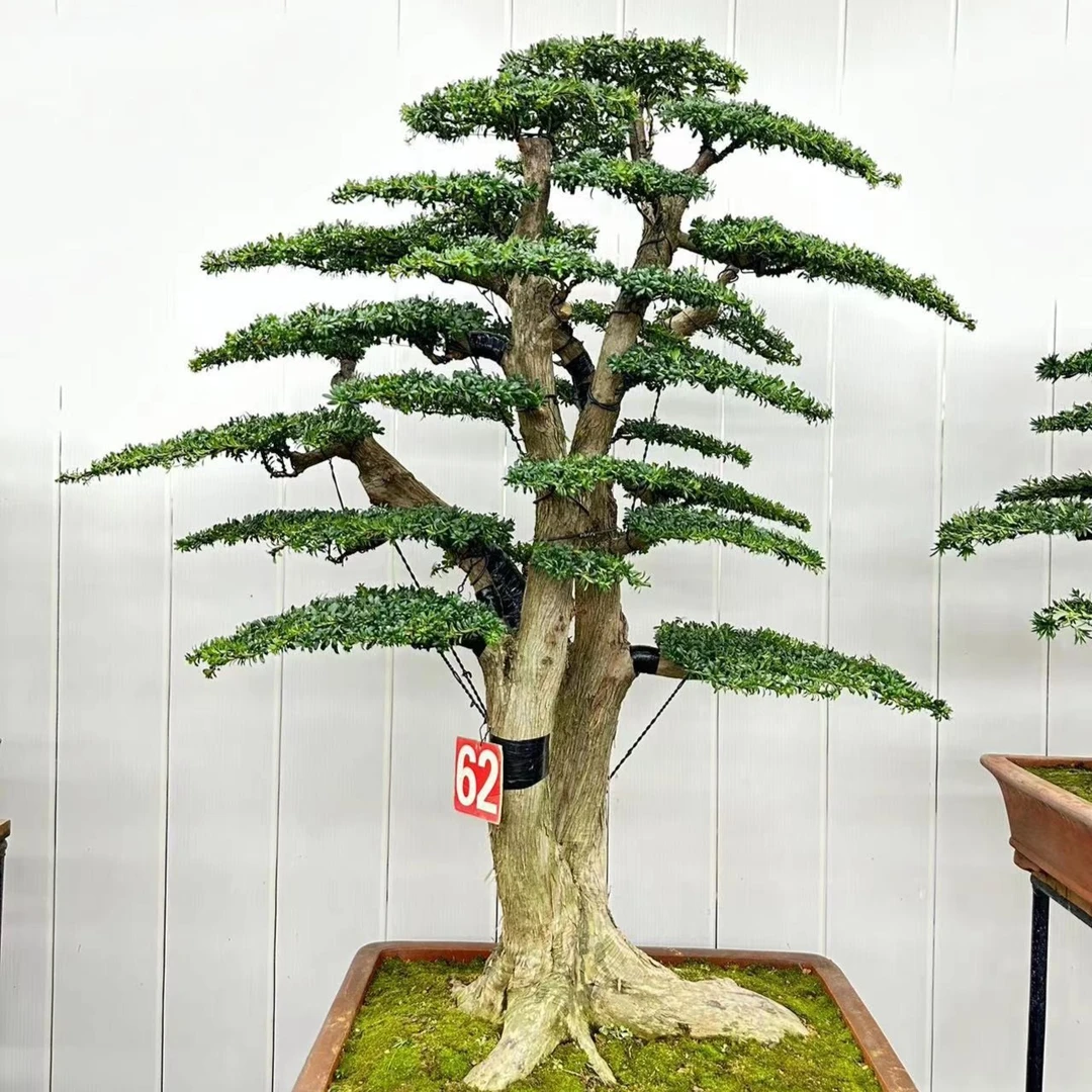 直播间一物一拍精品室内外盆景罗汉松盆景庭院景观