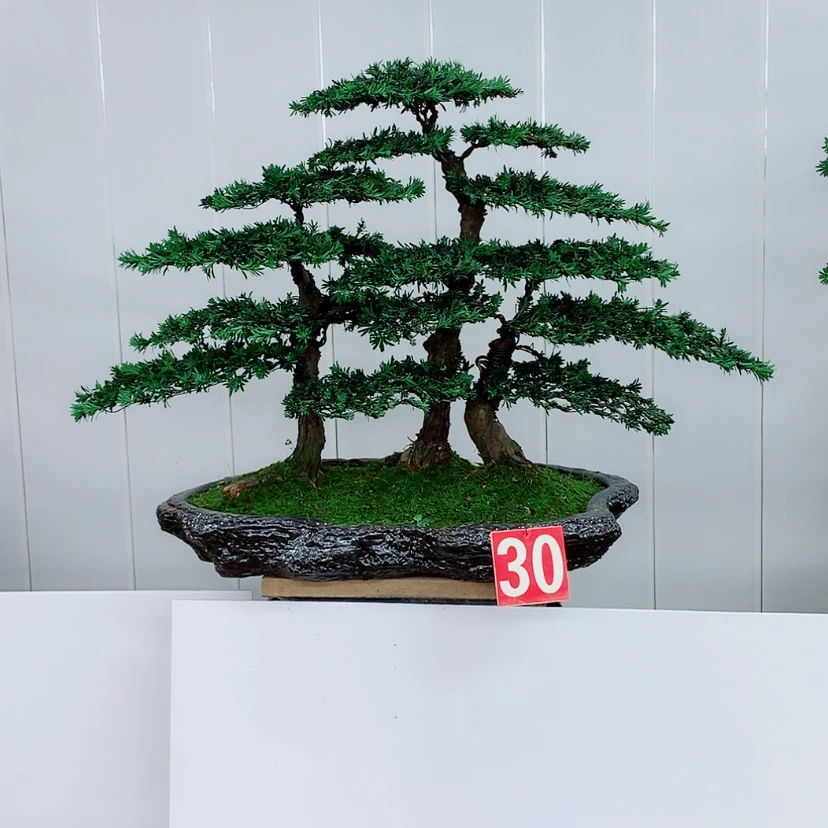 【闪购商品】盆景罗汉松