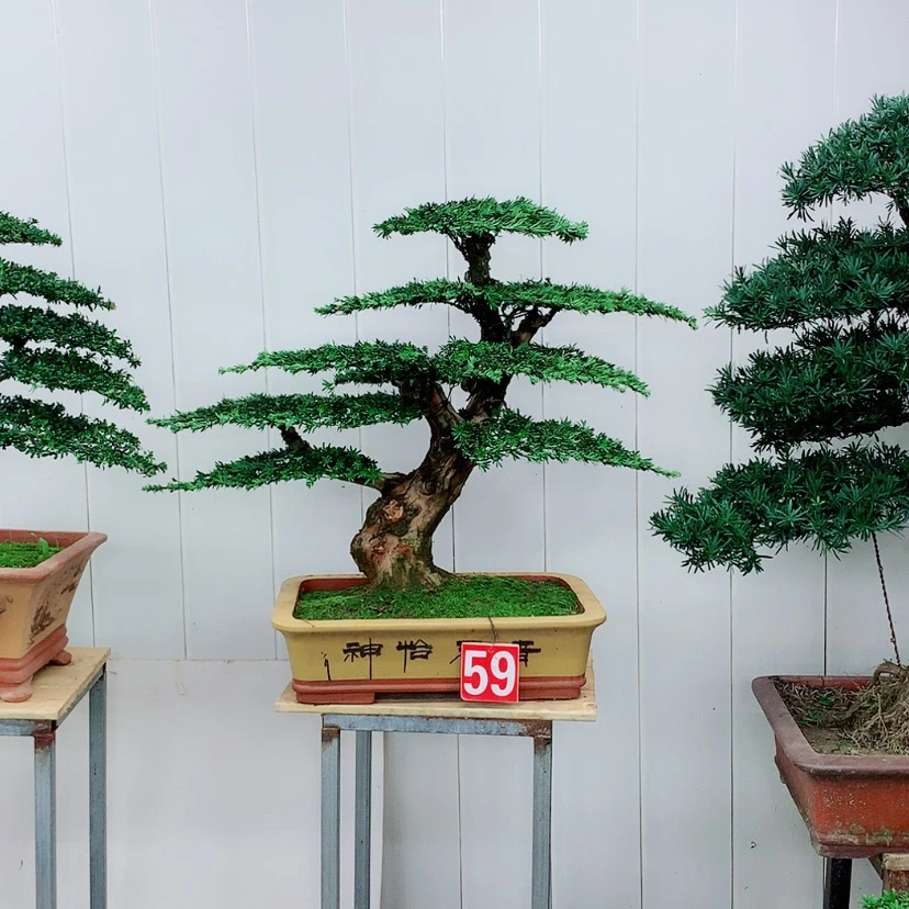 【闪购商品】盆景罗汉松