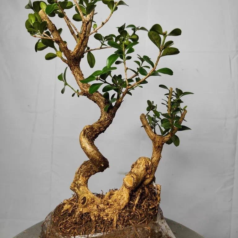 [直播间一物一拍】白皮瓜子黄杨盆景苗素材