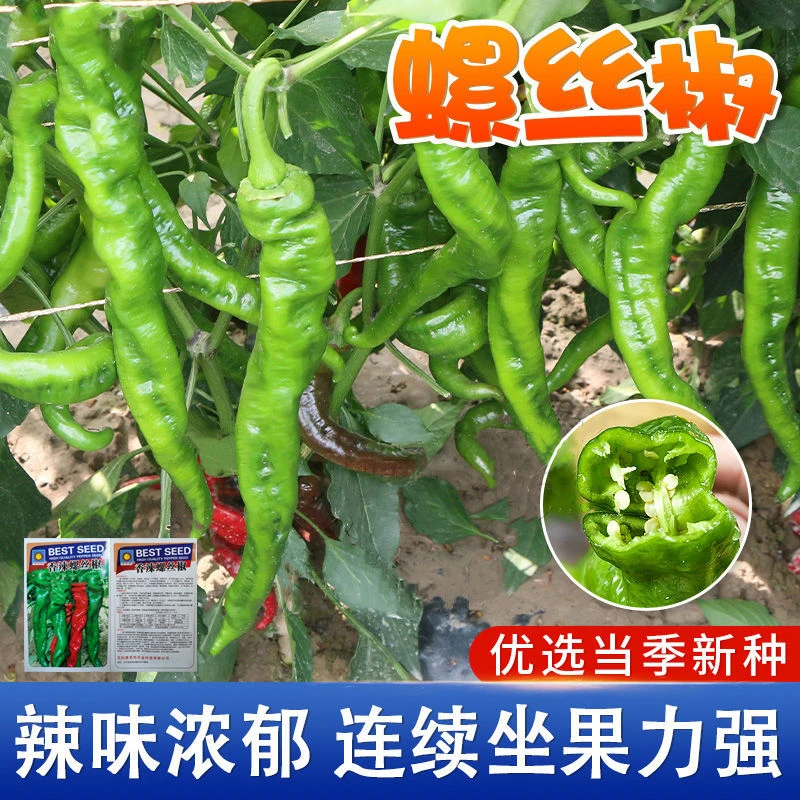 螺丝椒种子蔬菜种子辣椒种子杂交高产香辣特大螺丝椒种子罗丝椒籽