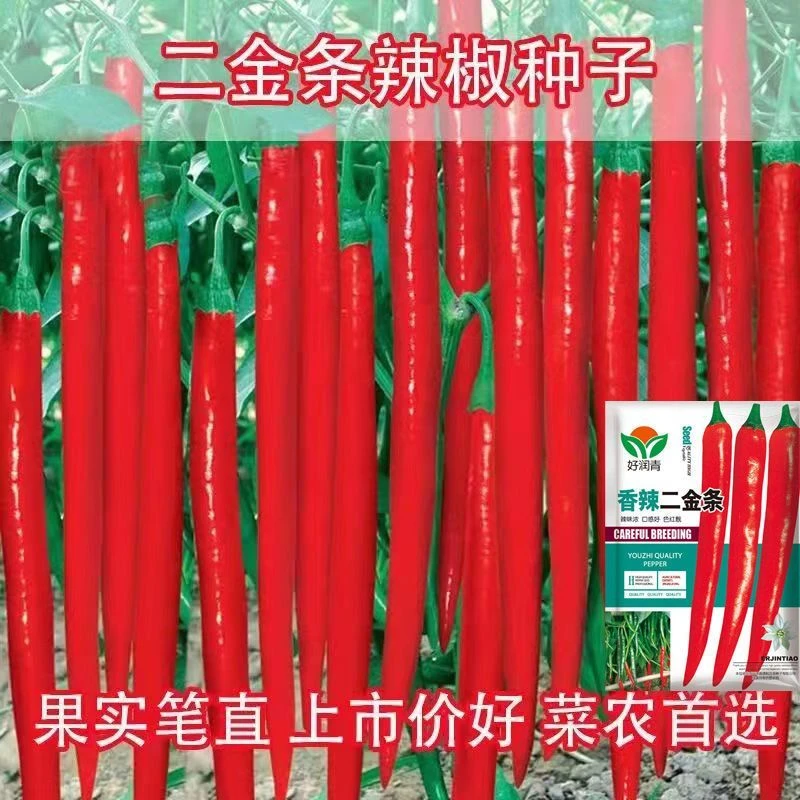 长线椒种子香辣湖南辣椒种子苗香辣二金条超长春夏秋四季蔬菜籽