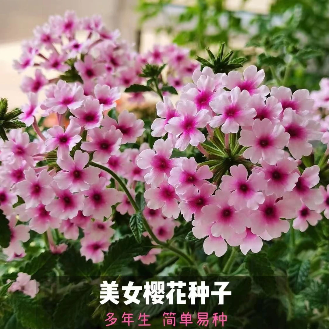 樱花美女樱种子花期长五色绣球盆栽易爆盆花种籽懒人耐热室外室内