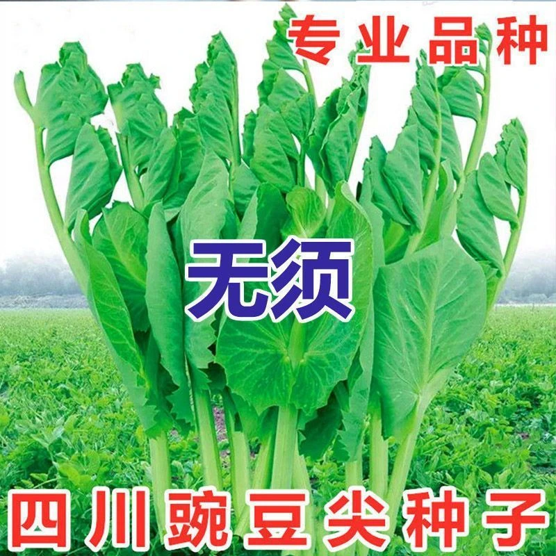 无须豌豆苗种子豌豆尖种子四季易种阳台盆栽芽苗菜秋冬季蔬菜种子