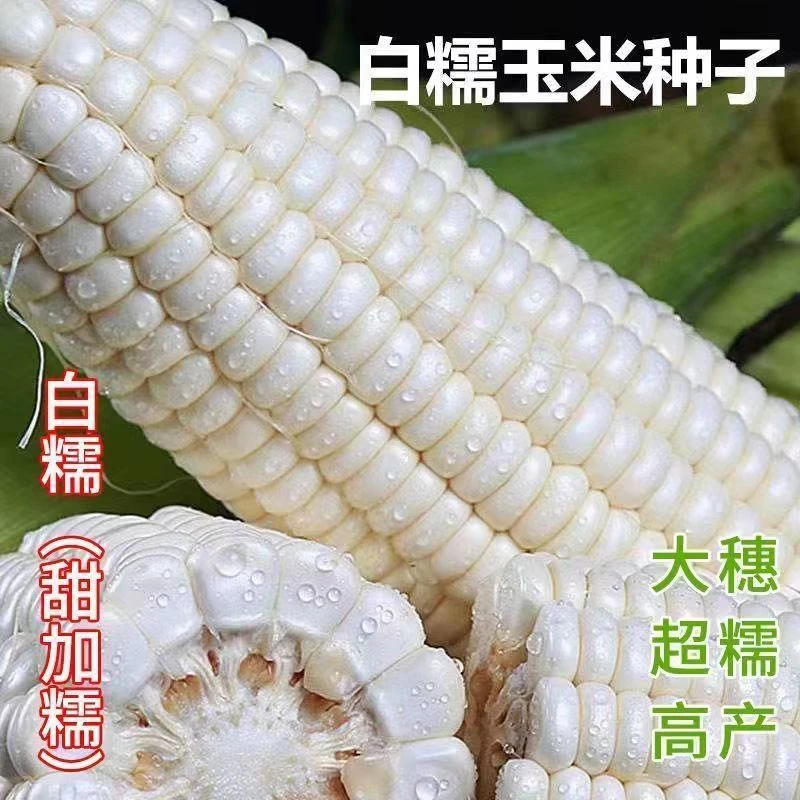 甜糯玉米种子白糯特大高产菜种香糯粘玉米种籽孑香糯黏大全高产量