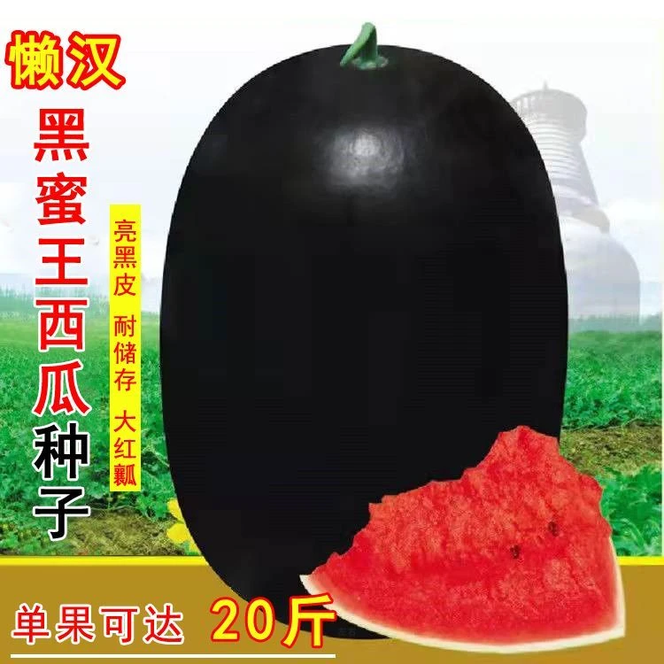 懒汉黑蜜王西瓜种子特大高产甜早熟薄皮四季播水果黑皮巨型西瓜籽