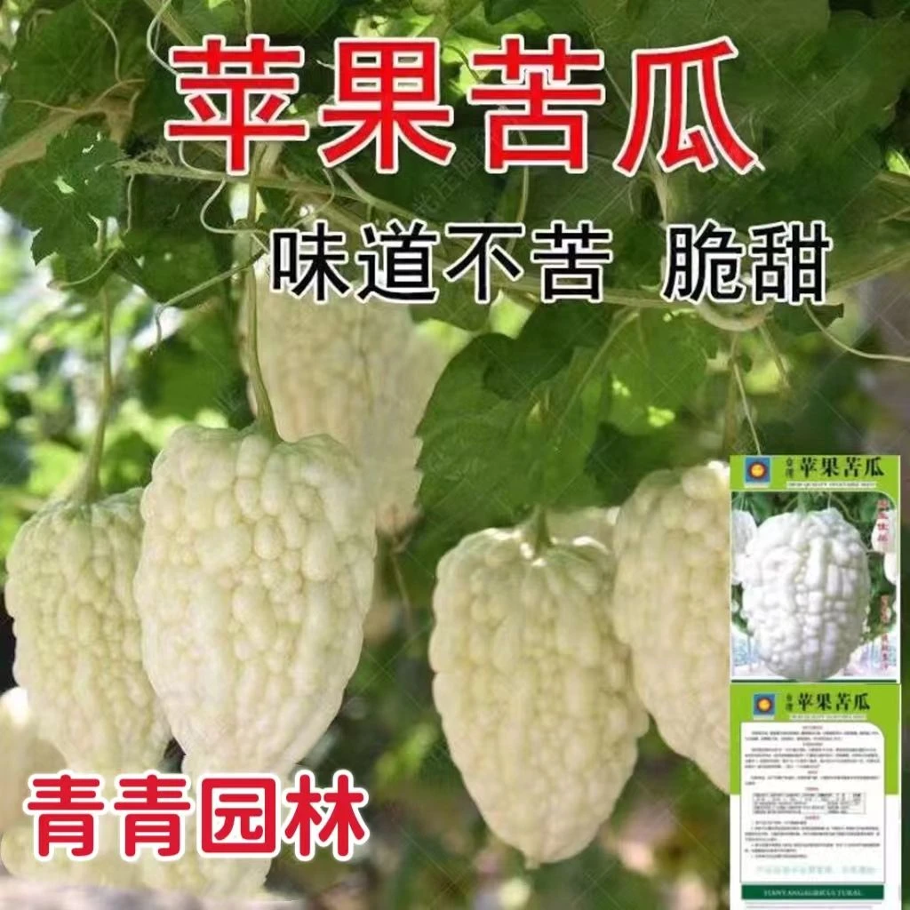 苹果苦瓜种子蔬果生吃不苦甘甜苹果苦瓜种子白苦瓜种籽四季春夏秋