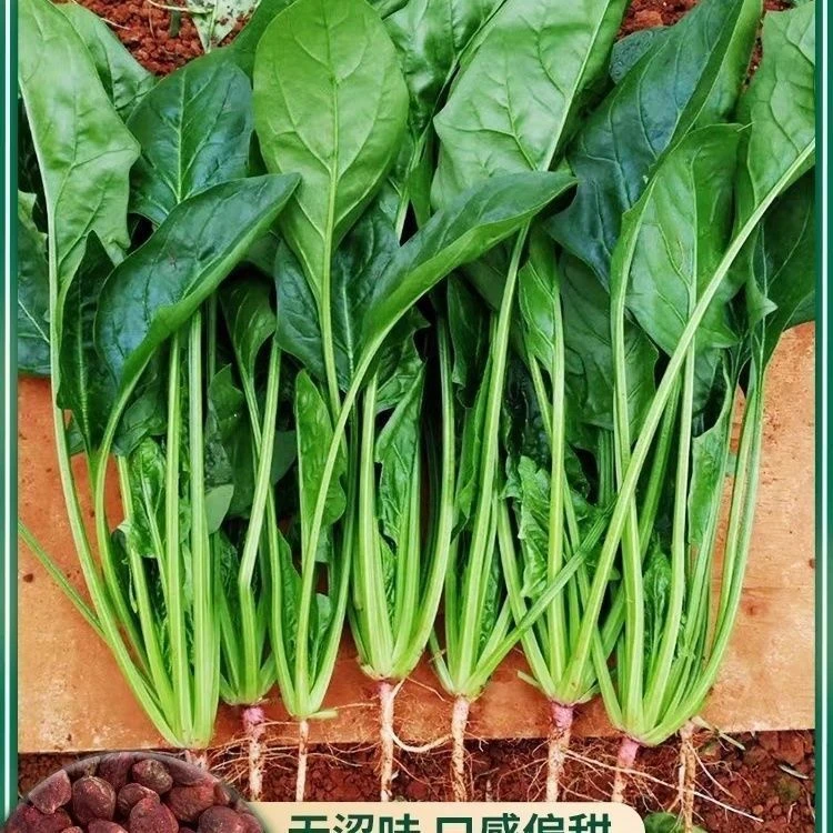 本地土菠菜种子籽红根小尖叶菠菜种子耐高温四季青菜蔬菜种子大全
