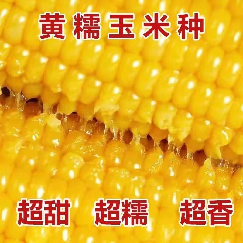 黄金甜粘糯大棒玉米香甜糯玉米种子黄糯粘玉米种子蔬菜种子四季播
