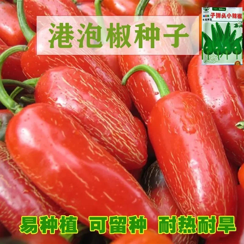 港椒种子子弹椒种子泡椒种子墨西哥辣椒种子腌渍辣椒种子辣度高
