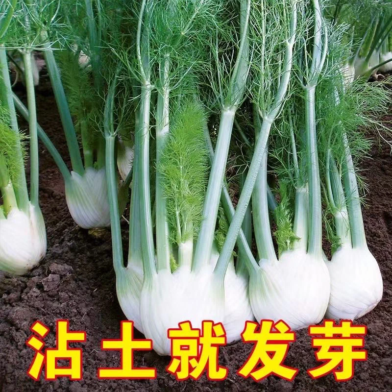 球茎茴香种子苗结球割茬蔬菜盆栽阳台秋冬四季种籽可食用秧苗菜籽