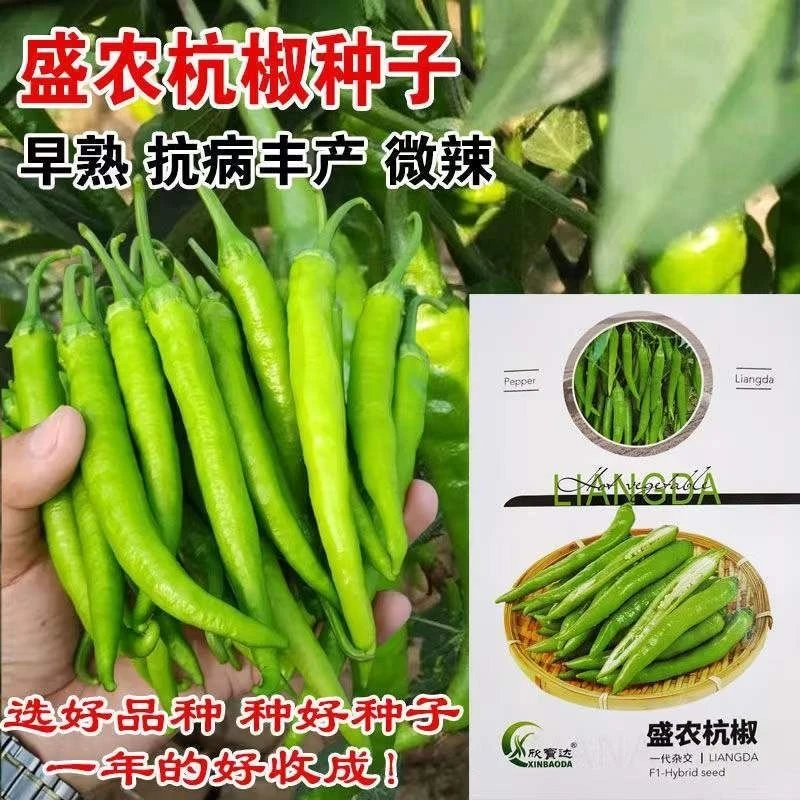 杭椒一号种子高产辣椒微辣杭椒一号不辣尖椒青椒四季蔬菜包邮青辣