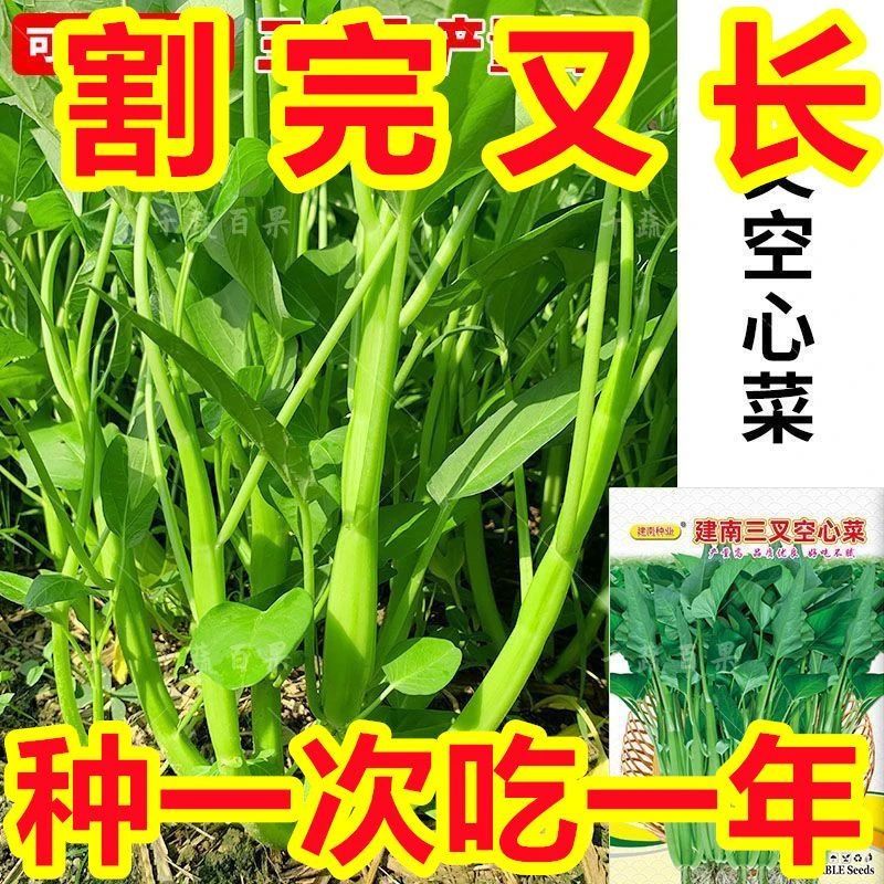 【新种上市】大叶三叉高产空心菜种子庭院四季青菜种子蔬菜种孑