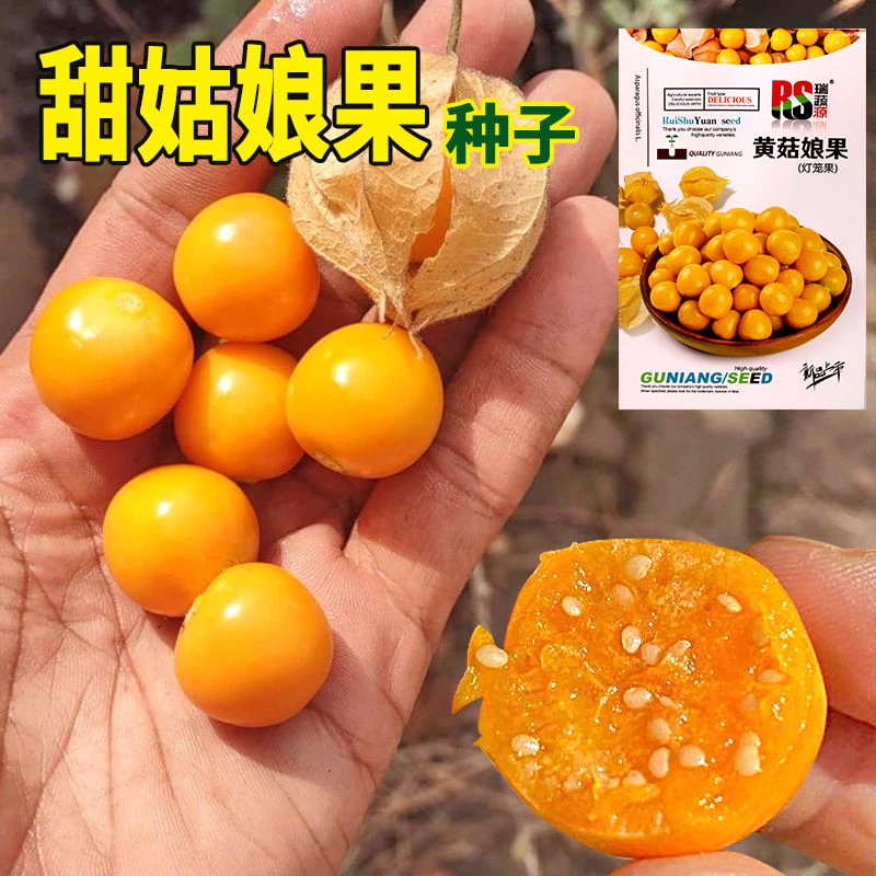 大果超甜金姑娘果苗秧带土球紫色黄色东北姑娘果种子春秋四季盆栽
