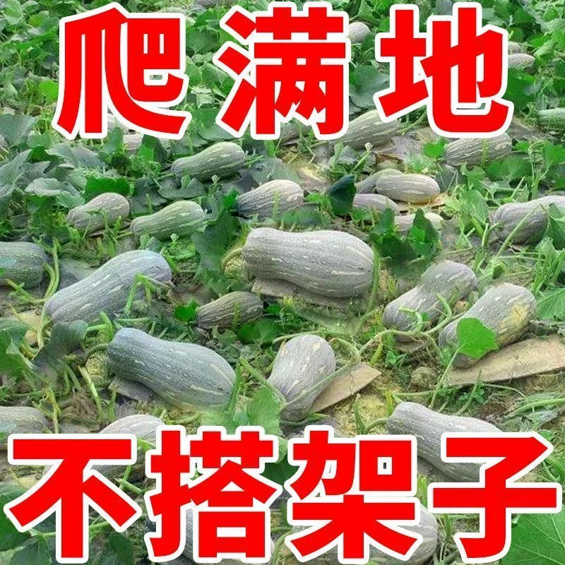 爬满地蜜本南瓜种子高产早熟超甜粉甜糯南瓜籽四季易种植蔬菜种子
