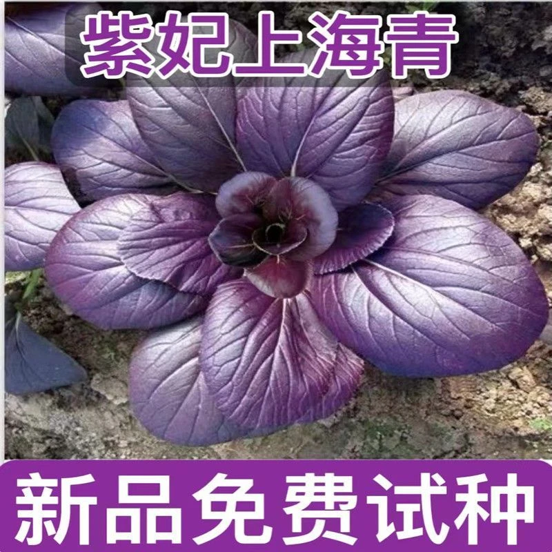 紫妃上海青种子上海青精品苏州青四季种植高产蔬菜紫油