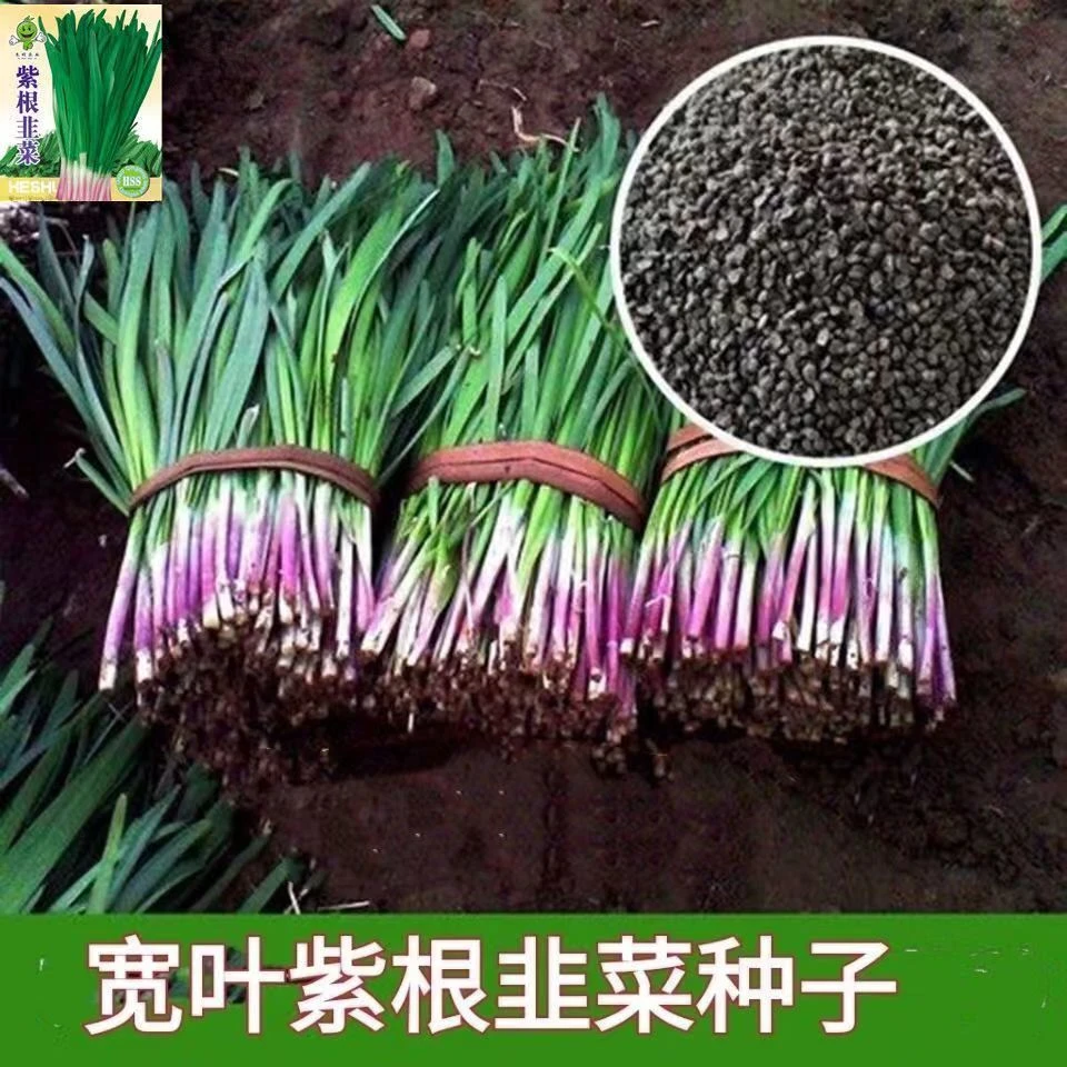 宽叶紫根韭菜种子四季高产特香红韭菜籽阳台庭院盆栽大叶蔬菜种子