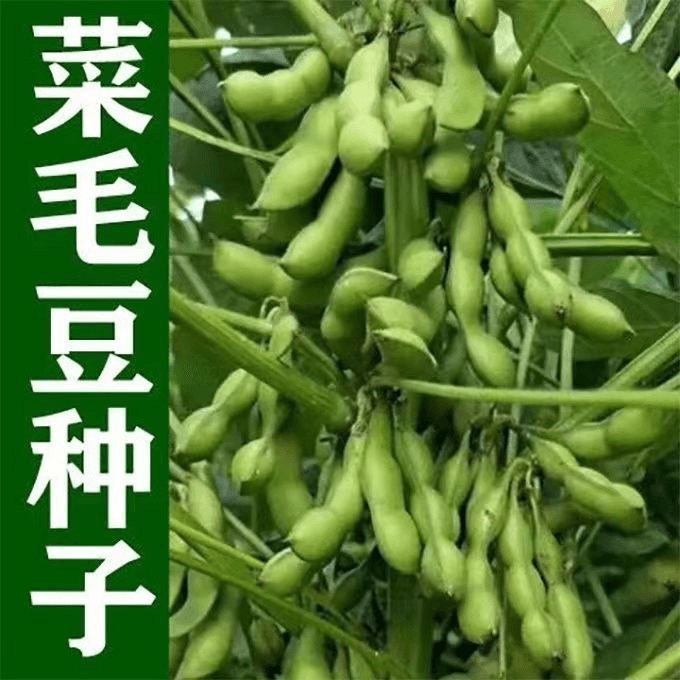 45天早熟毛豆种子软糯清香型抗旱抗病矮杆非转基因高产千斤大豆种