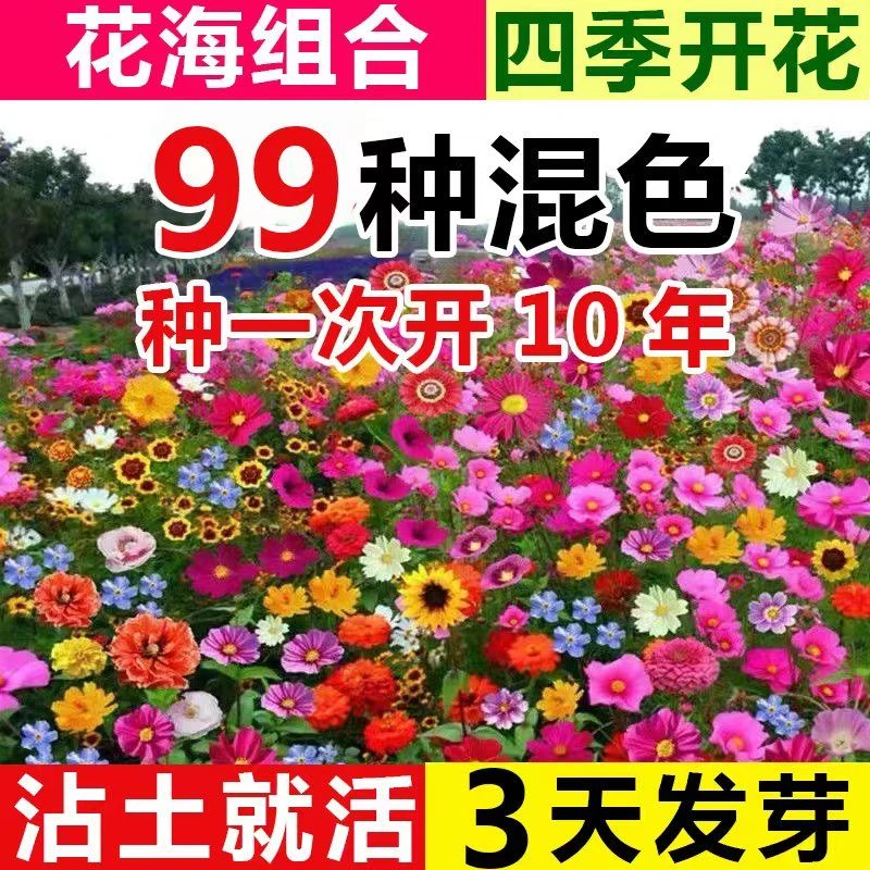 野花组合多年生混装花种子组合装混合耐寒懒人阳台庭院花园室外