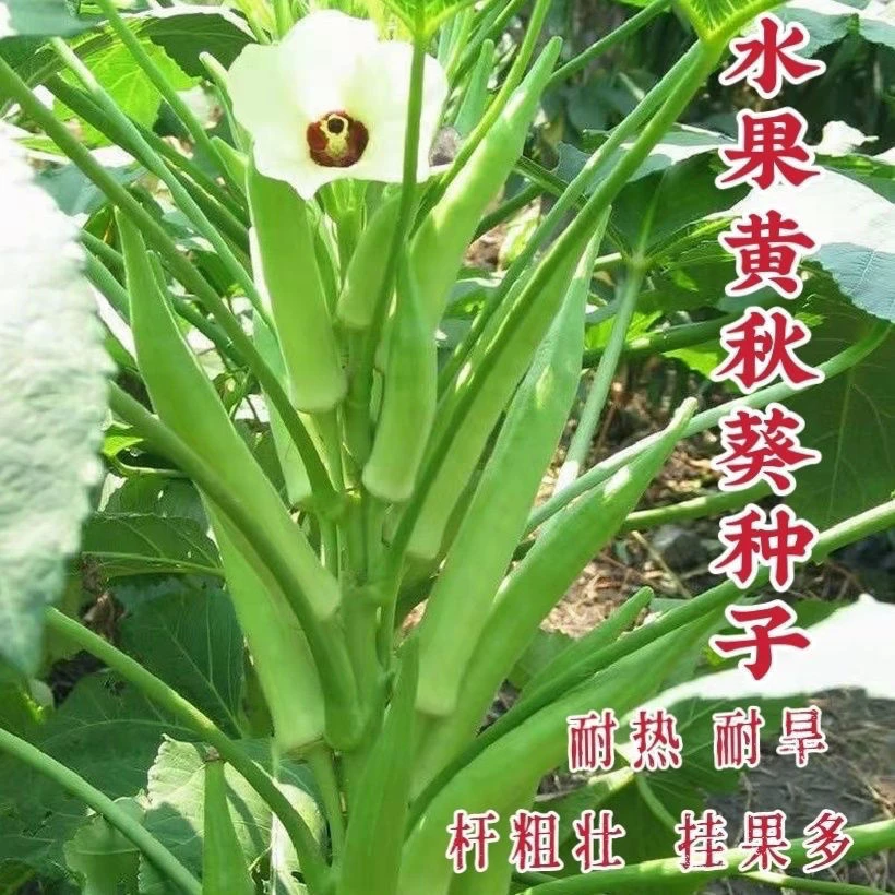 不易老水果秋葵种子可以生吃 而且好种的不易老的 水果黄色秋葵籽