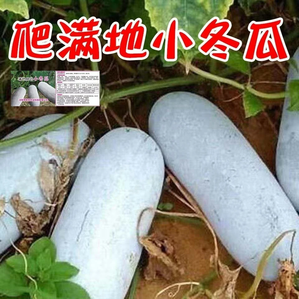 满地爬冬瓜种子冬瓜种子毛节瓜小冬瓜四季冬瓜子高产盆栽蔬菜种子