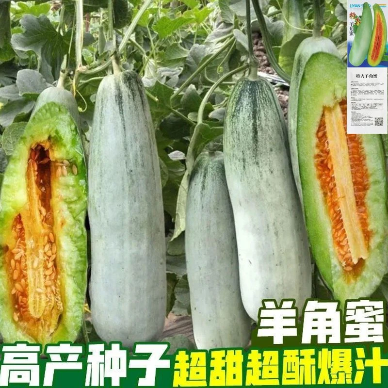 原装羊角蜜甜瓜种子高产甜脆薄皮羊角酥甜瓜香瓜四季水果种子大全