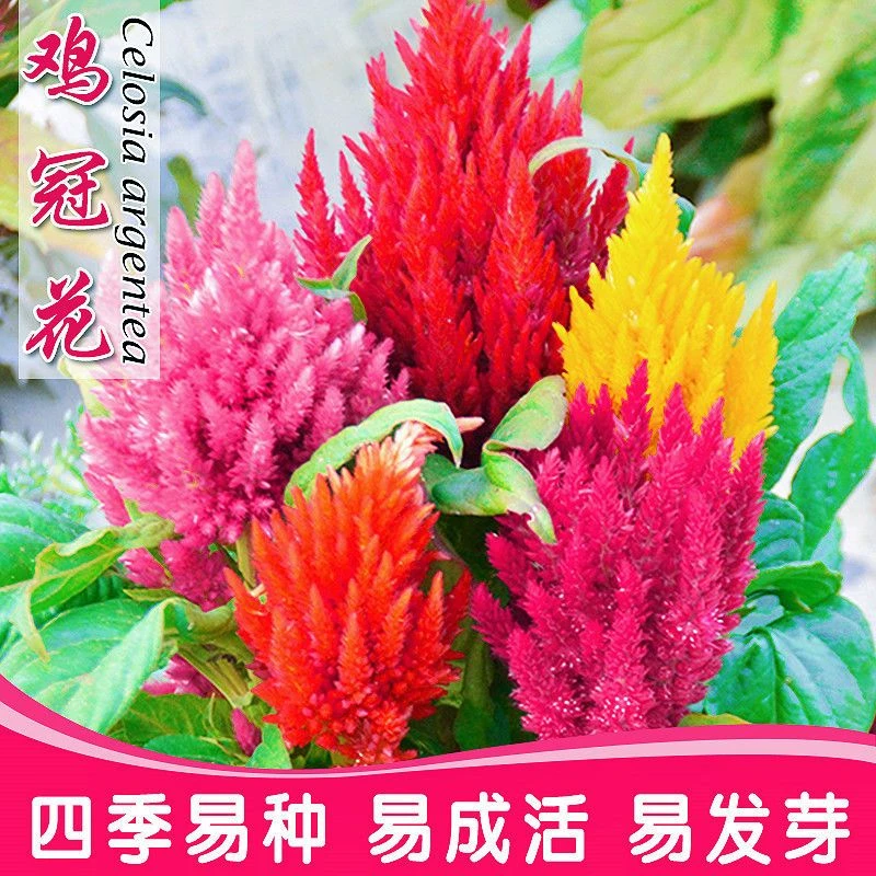 多年生凤尾花种子鸡冠花种子四季庭院阳台园林造景盆栽花籽花种子