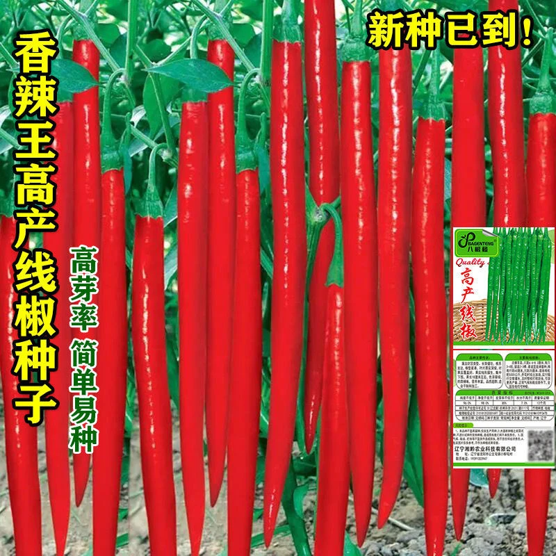 香辣王超长线椒种子室内四季花盆栽蔬菜种子早熟高产杭椒辣椒种子
