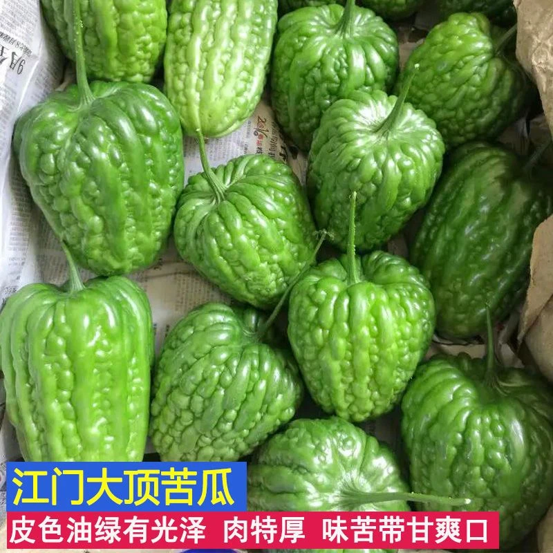 大顶苦瓜种子特大圆苦瓜黑苦瓜种子绿疙瘩四季播易种阳台盆栽蔬菜