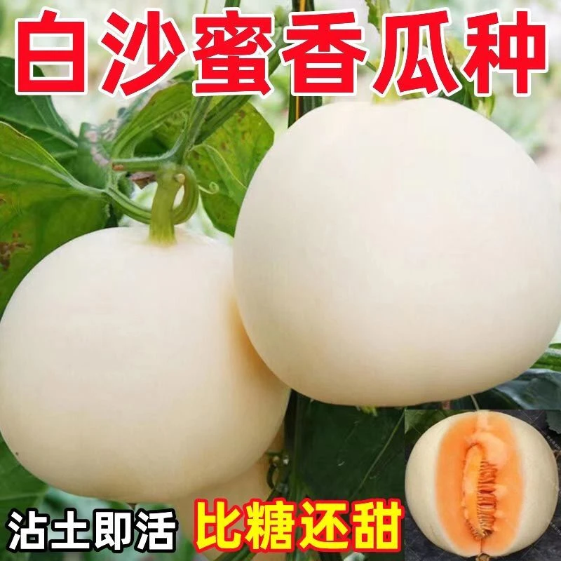 超甜白沙糖甜瓜种超甜早熟香瓜籽白沙蜜甜瓜可四季高产甜瓜籽