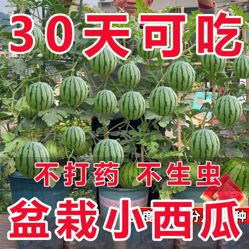超甜蜂蜜小西瓜种子红玉无籽小西瓜四季种植阳台庭院盆栽水果种子