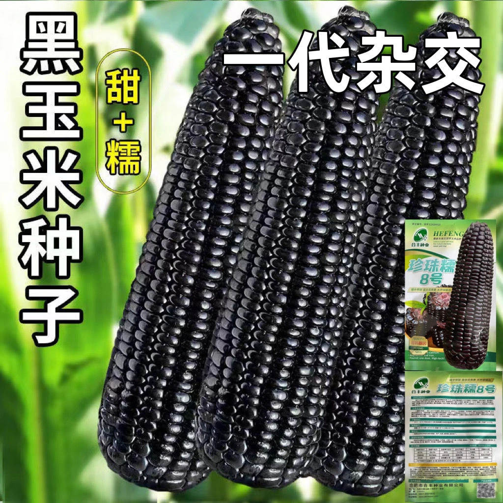 黑甜糯玉米种子黑糯玉米香甜糯玉米种鲜食苞米非转基因黑玉米批发