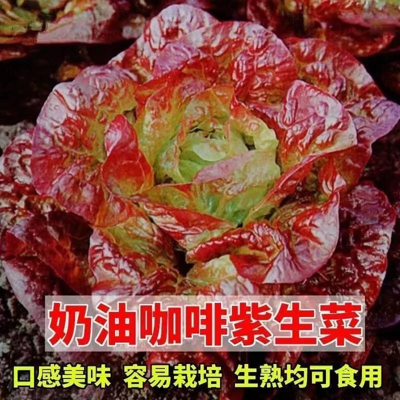 奶油咖啡紫生菜种子紫叶生菜籽耐热四季播冬季耐寒保健蔬菜种