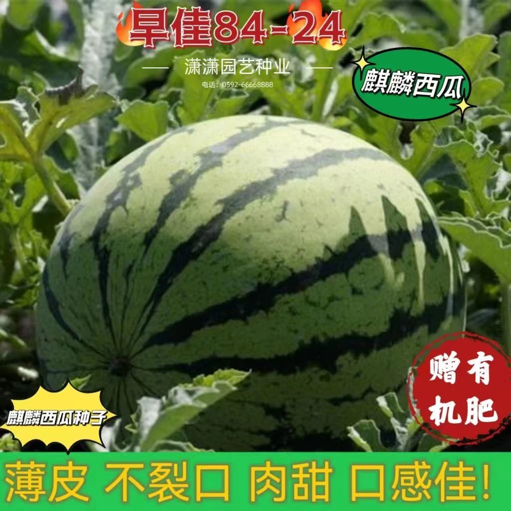正宗8424麒麟西瓜无籽西瓜种子少籽特大巨甜阳台庭院农家水果种子