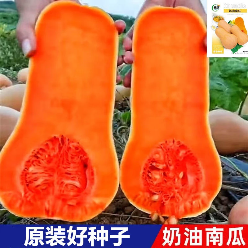 奶油南瓜种子春季秋季四季香芋蜜本甜糯红甜春季蔬菜种子大全