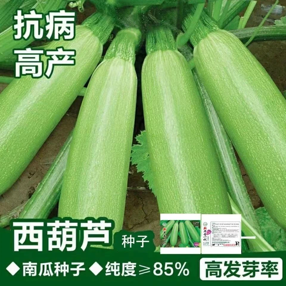 西葫芦种子高产易种春季西葫芦种子家庭阳台耐寒春夏秋冬蔬菜种子