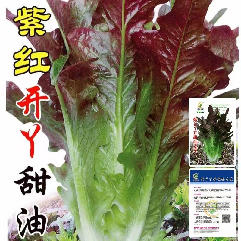 紫红开丫甜油麦菜种子红尖叶甜麦菜四季耐热无斑速生叶子菜红麦菜