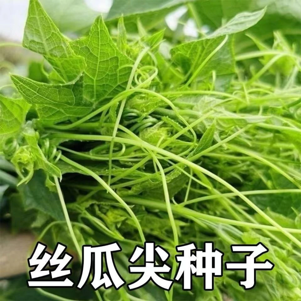 正宗丝瓜尖种子丝瓜藤尖苗种籽四季佛手瓜嫩尖苋菜南瓜蔬菜种子