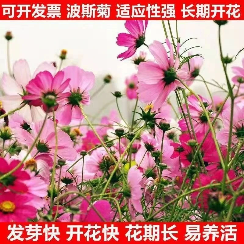 波斯菊种子格桑花种籽四季开花易活花籽庭院室外花卉野花组合种孑